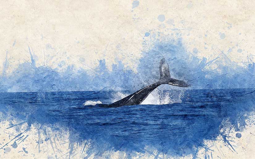 Número exato de tipos de baleias